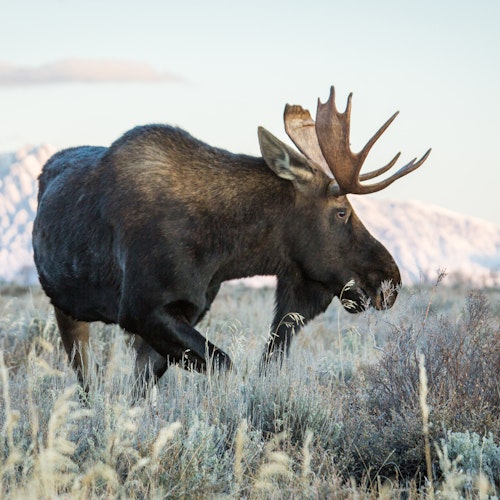 Large bull moose walking through a field