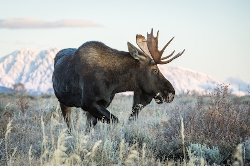 Large bull moose walking through a field