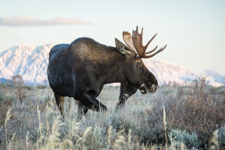 Large bull moose walking through a field