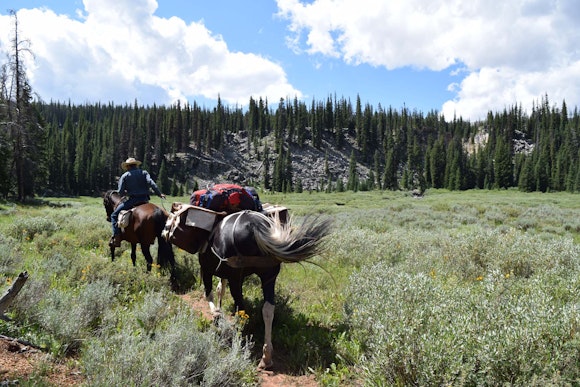 Pack horses packing out our bags