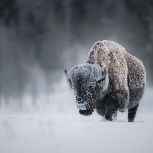 Snow covering a Bison in the middle of winter