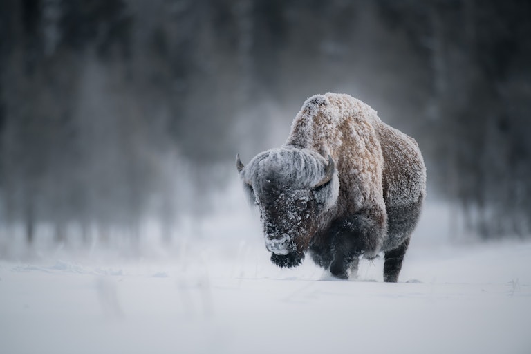 Scenic shot of a bison covered in snow