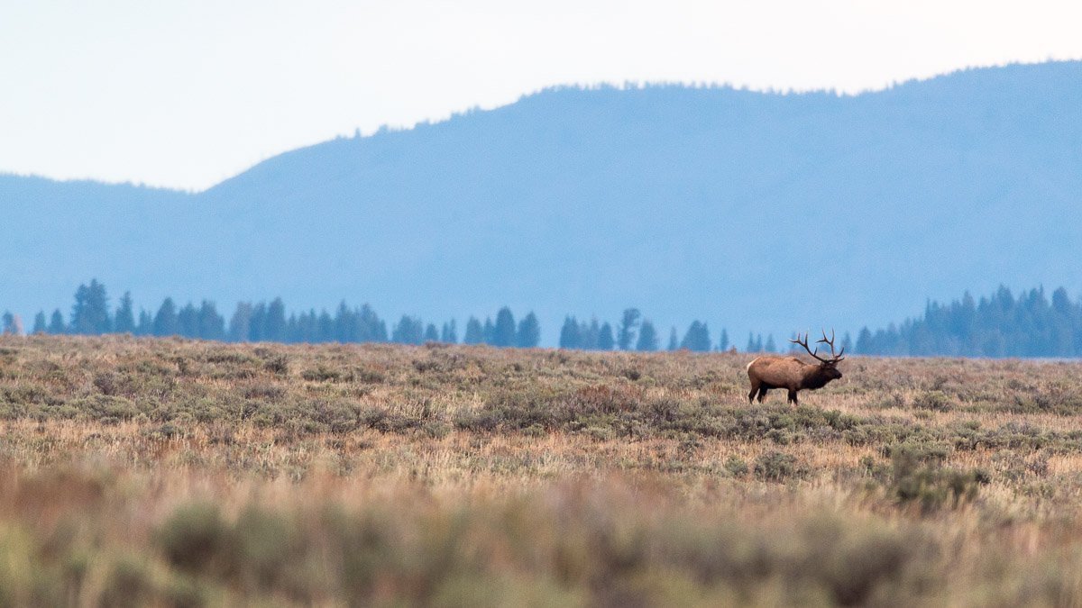 Large bull elk walking through a field in the fall
