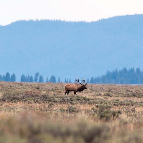 Large bull elk walking through a field in the fall