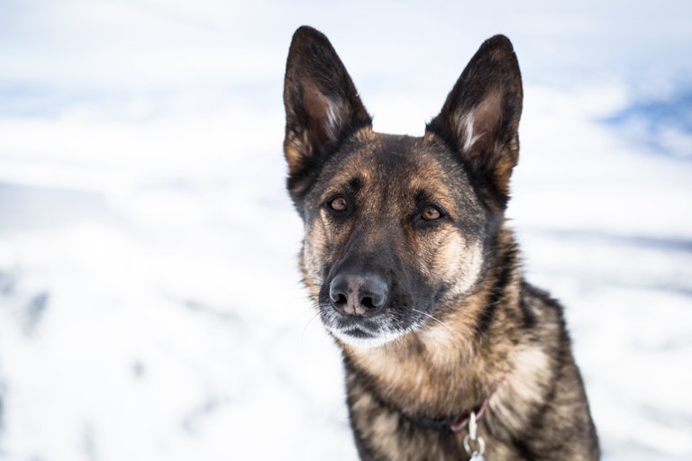 Avy dog on the mountain in the winter