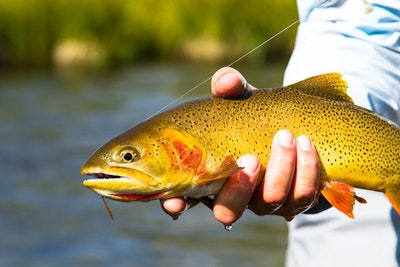 Person holding fish