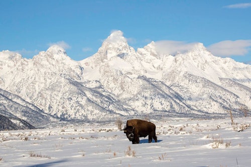 Bison
