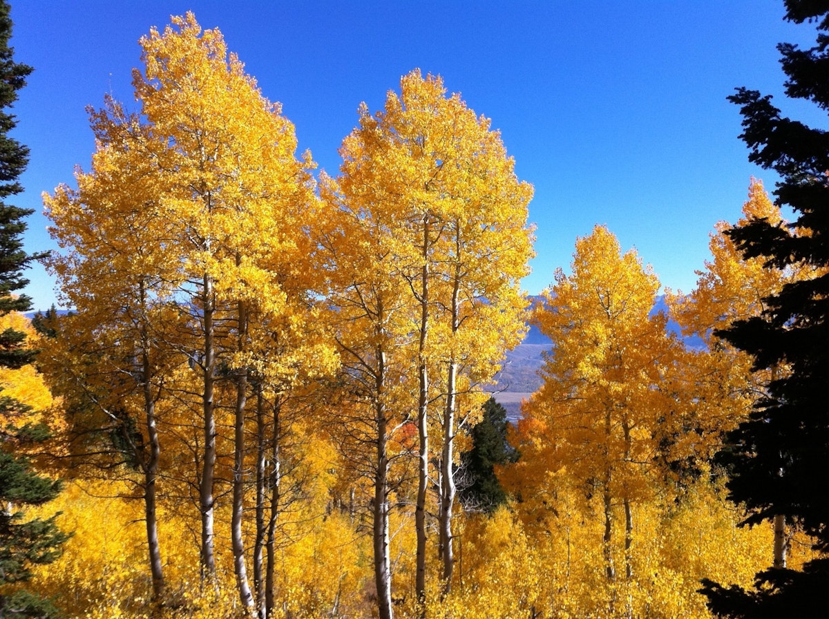 Fall Colors