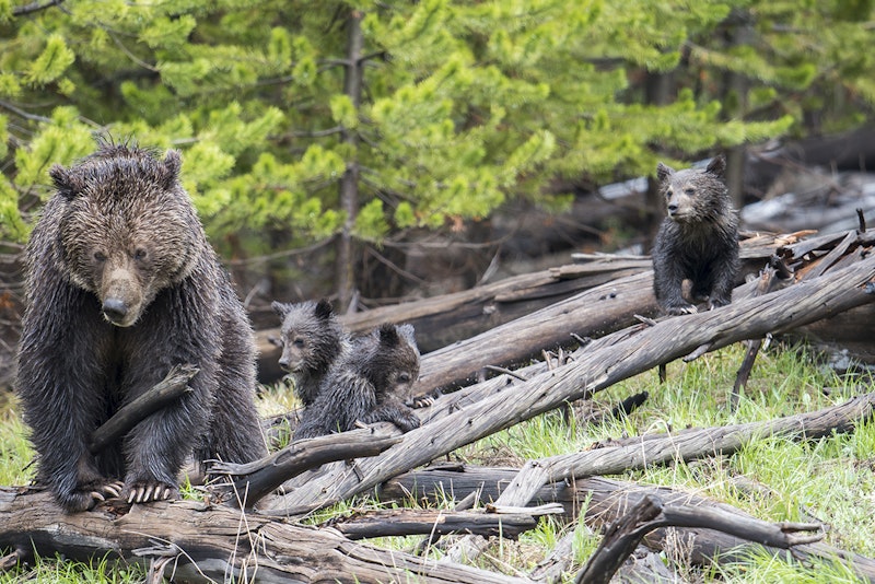 Grizzly bear & cubs Jackson Hole