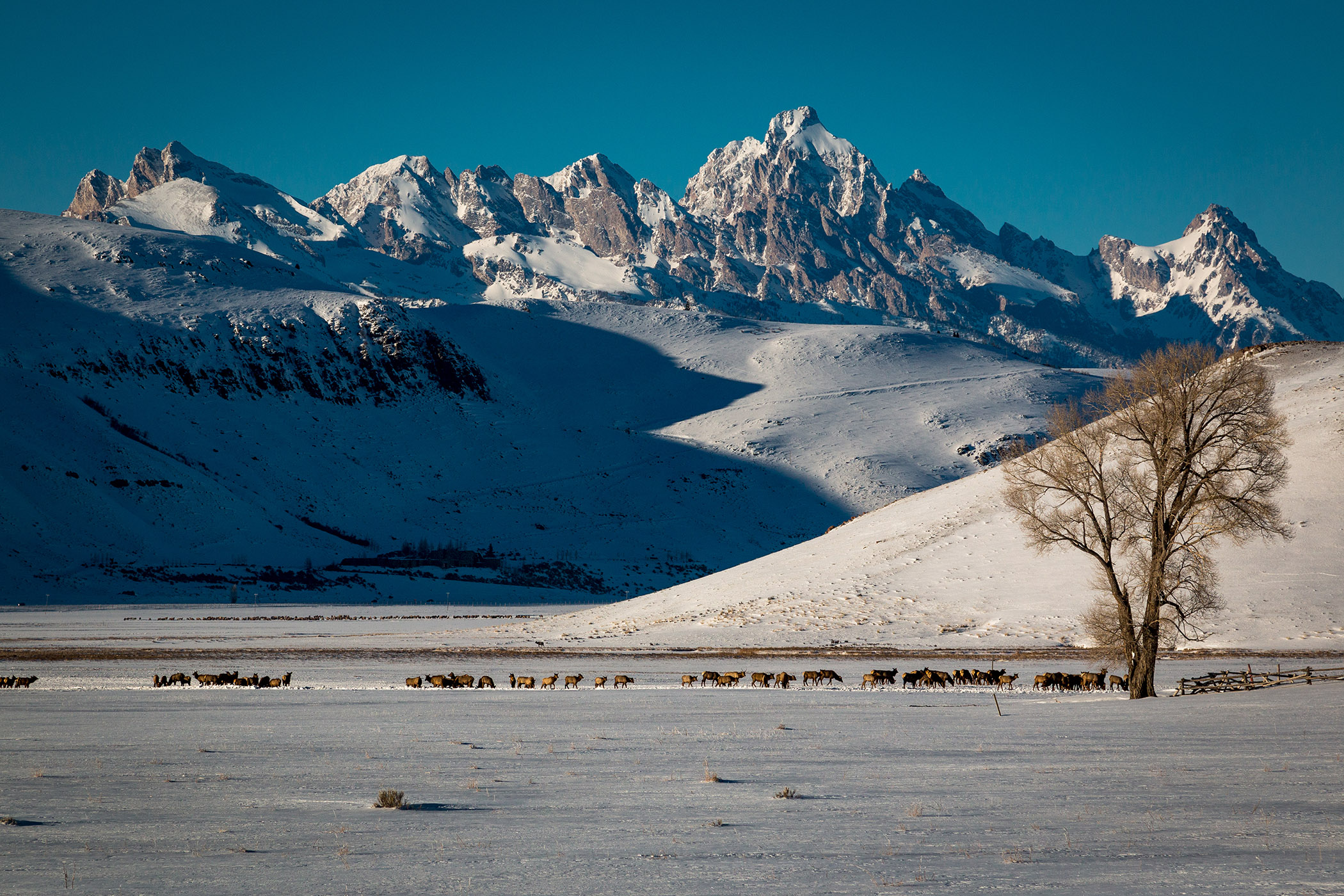 National Elk Refuge with the Tetons in the background