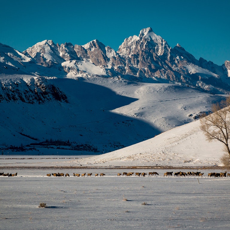 National Elk Refuge with the Tetons in the background