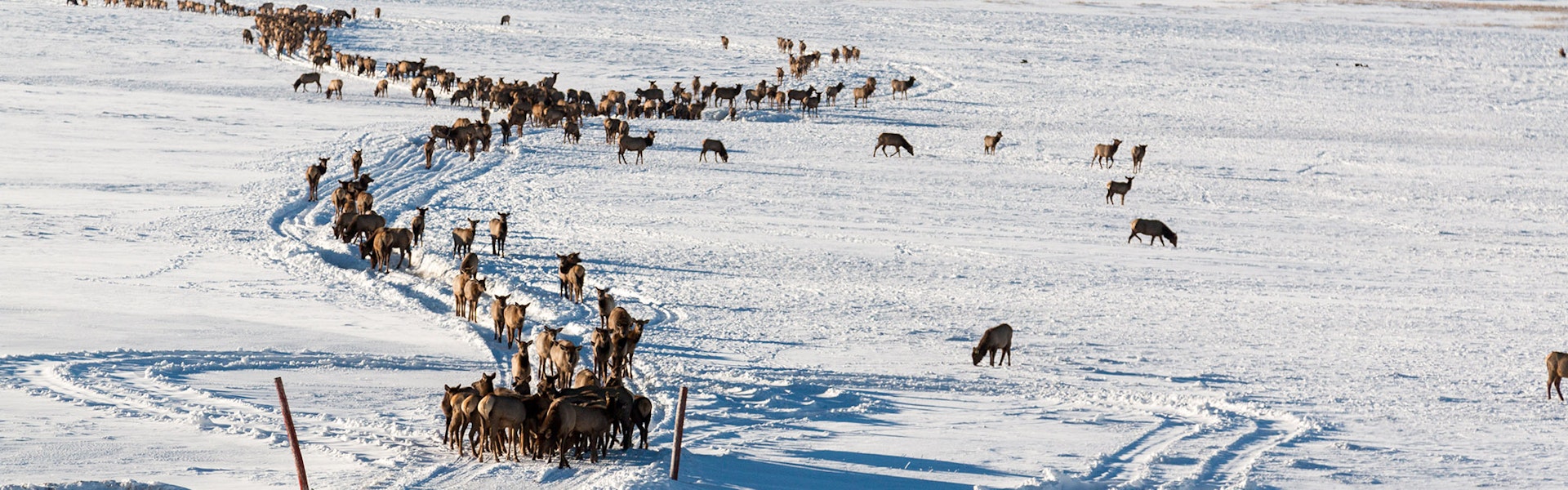 Large herd of elk surrounding a sleigh ride in winter