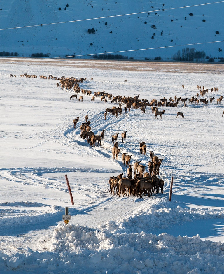 Large herd of elk surrounding a sleigh ride in winter