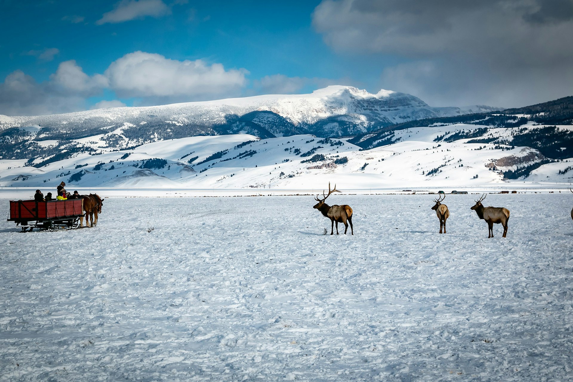 Sleigh ride on Elk Refuge in winter