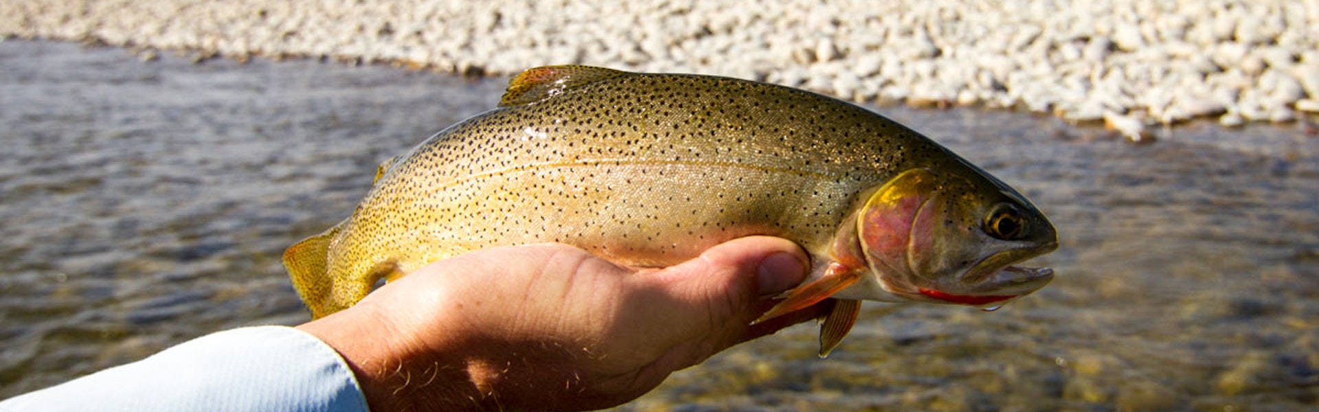 Cutthroat fish caught in the Snake River