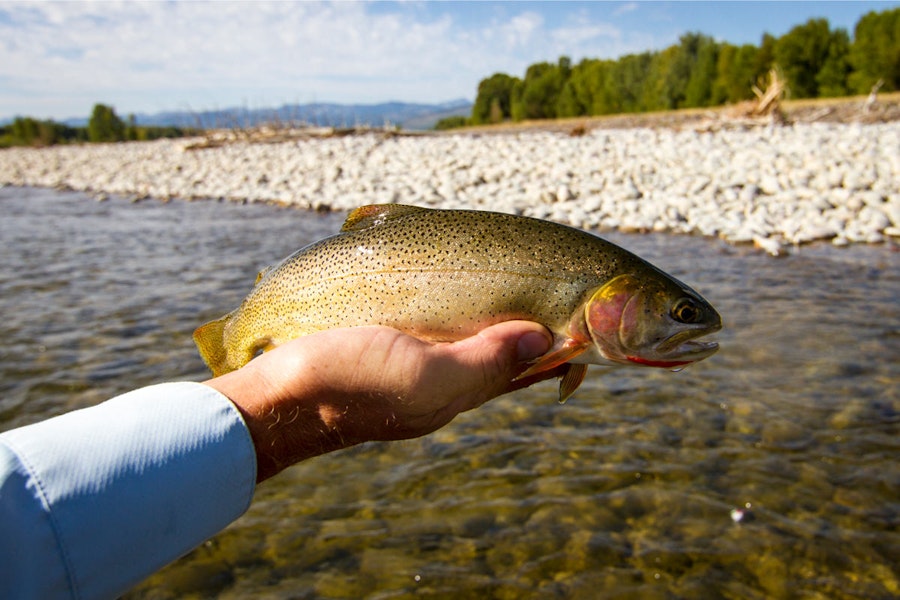 Cutthroat fish caught in the Snake River