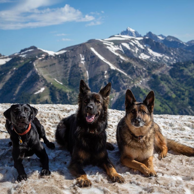 Avy dogs on top of the mountain in summer