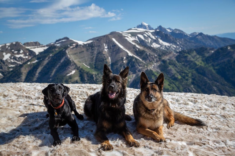 Avy dogs on top of the mountain in summer