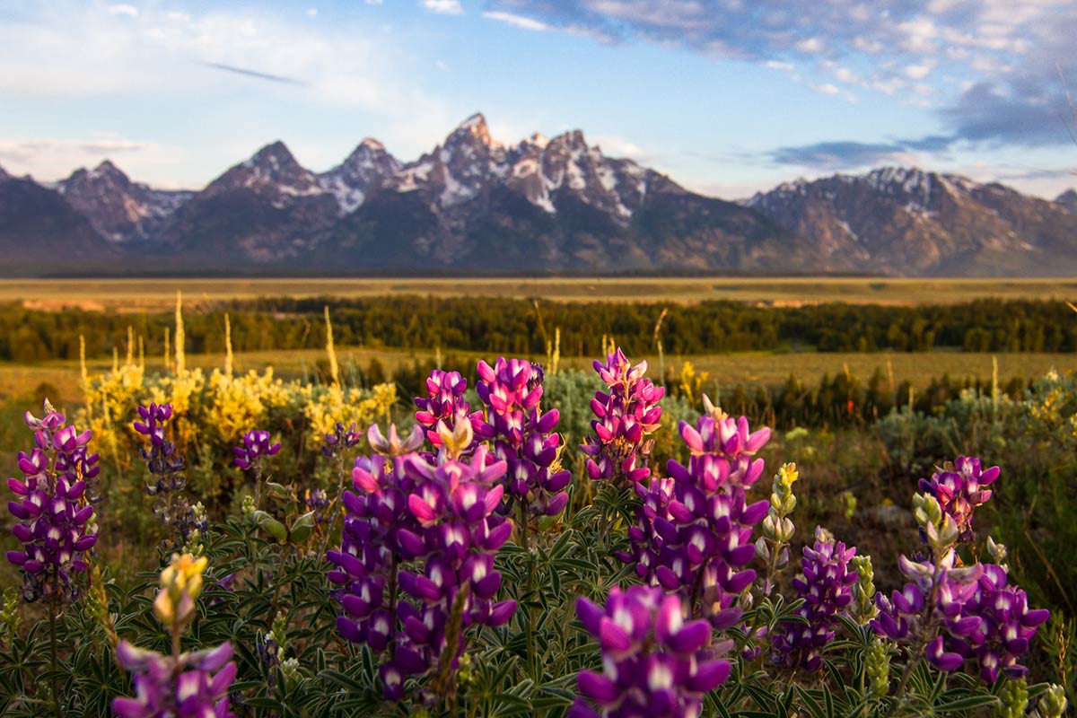 Wildflowers