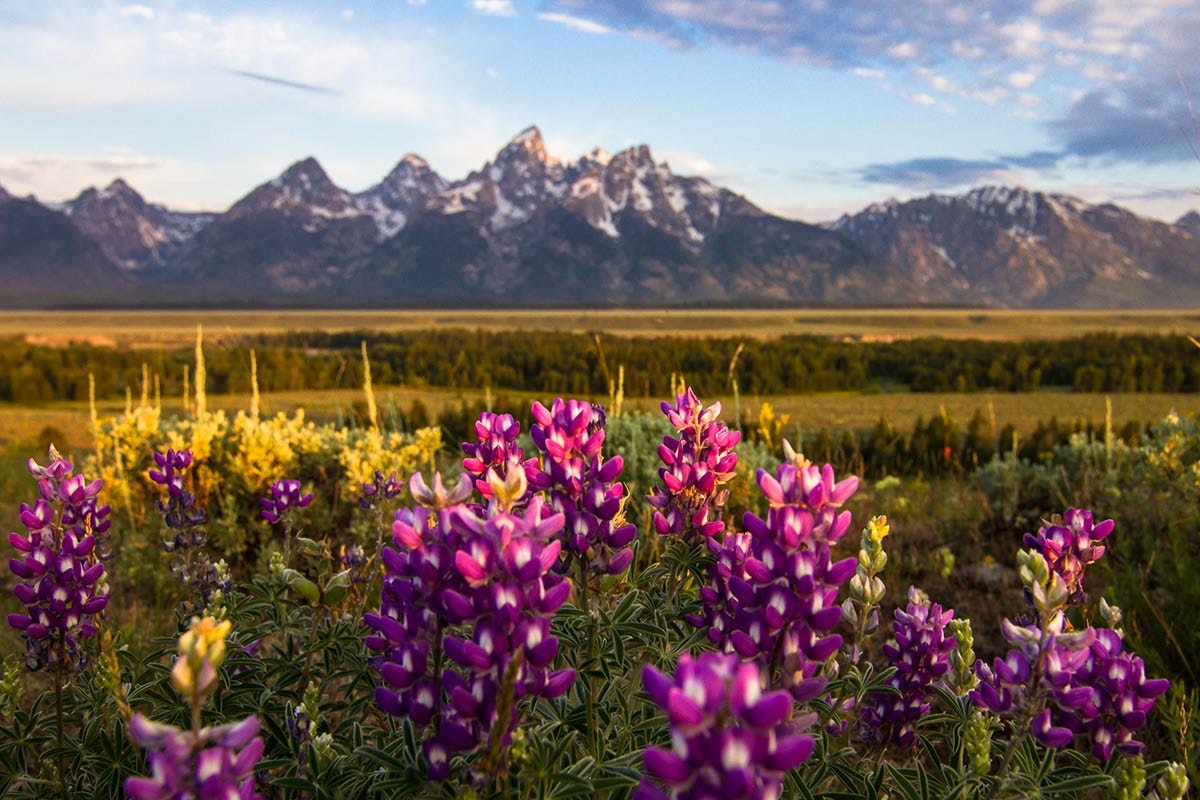 Jackson Spring Winter Things to do in Jackson Hole in the Spring - Jackson Hole Mountain Resort
