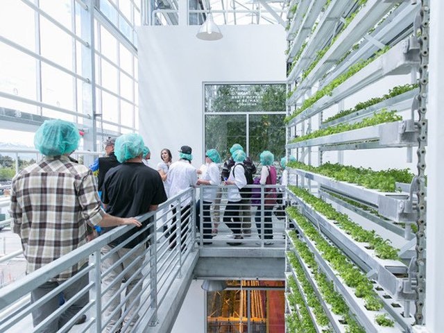 Interior operations of Vertical Harvest