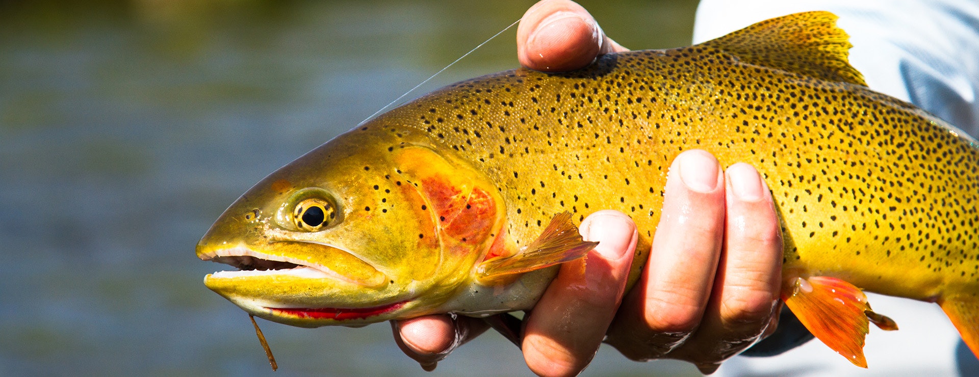 Holding a cut throat fish that was just caught