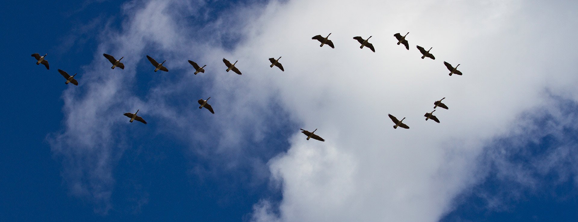 Birds flying south in a blue sky