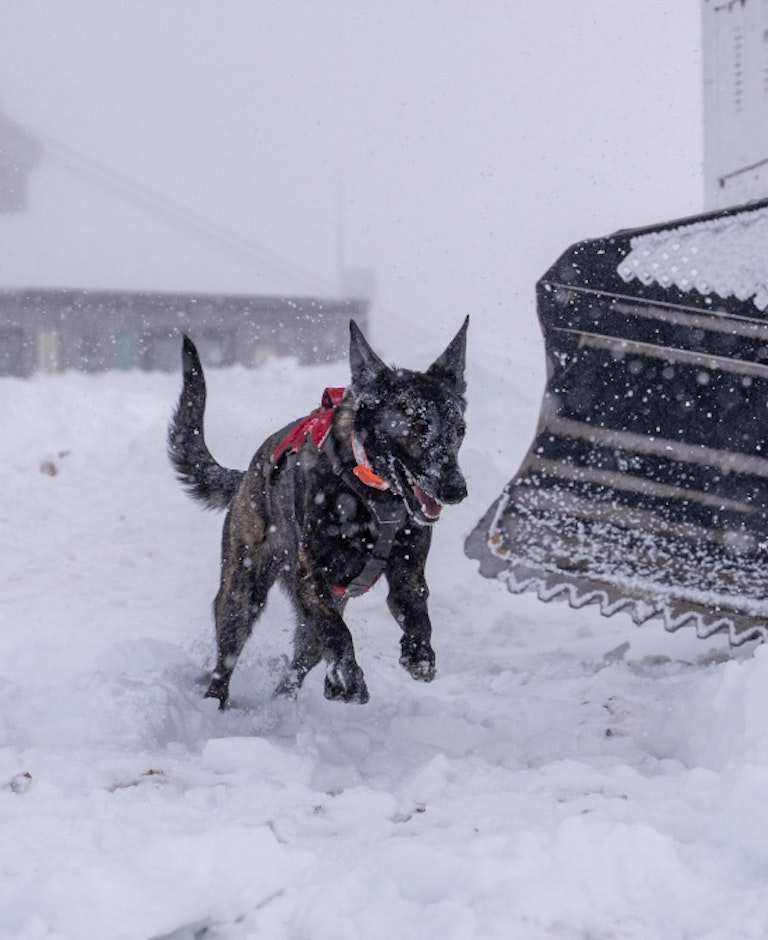 Avy dog jumping into the snow