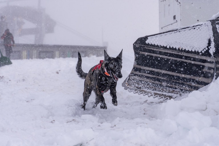 Avy dog jumping into the snow