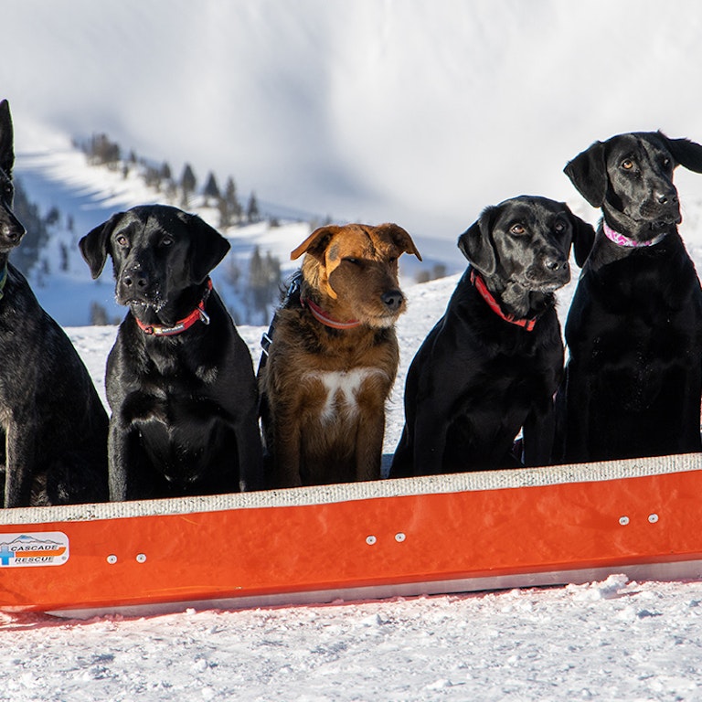 Avy dogs posing in a patrol sled