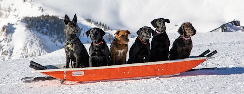 Avy dogs posing in a patrol sled
