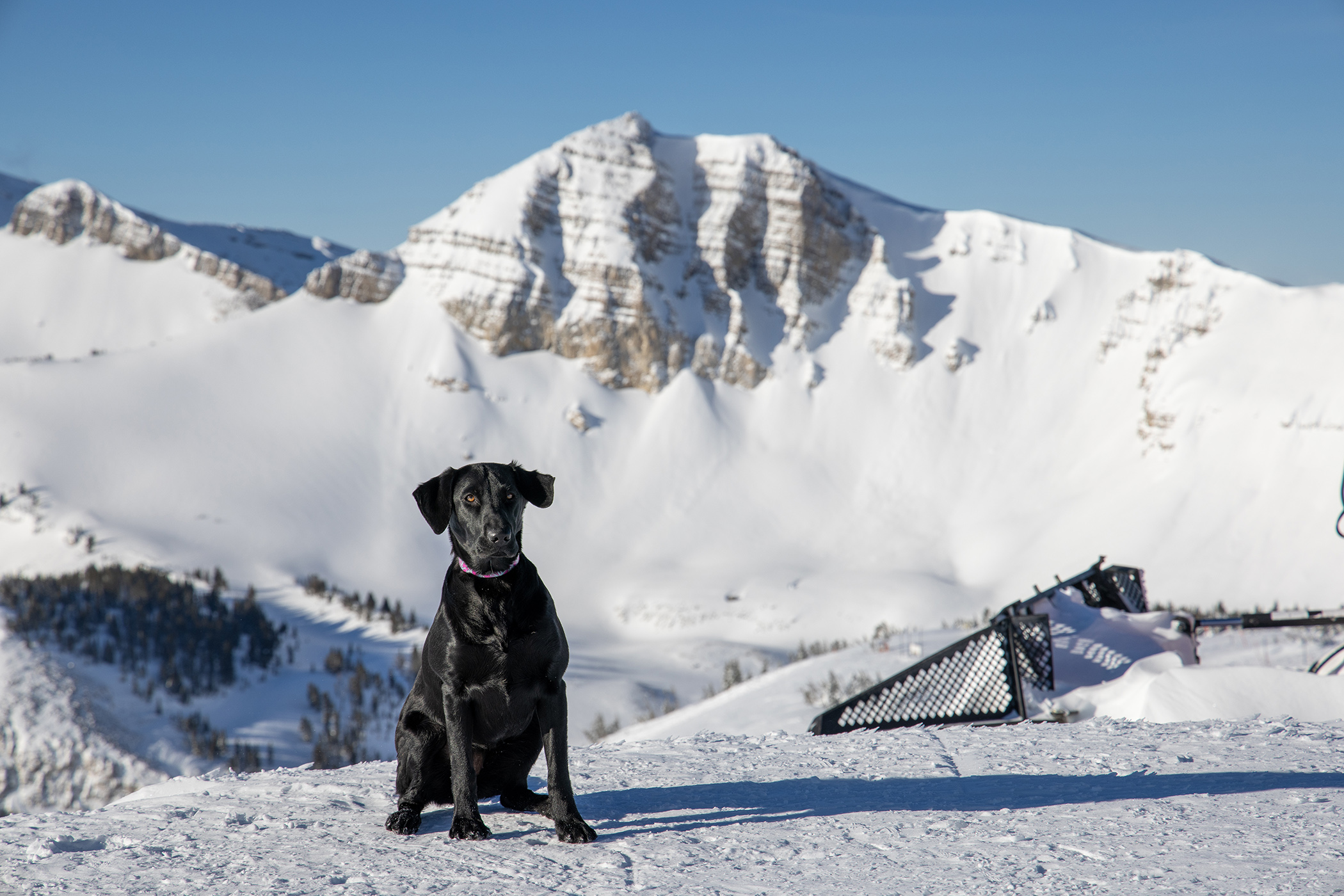 Scout posing on top of the Tram