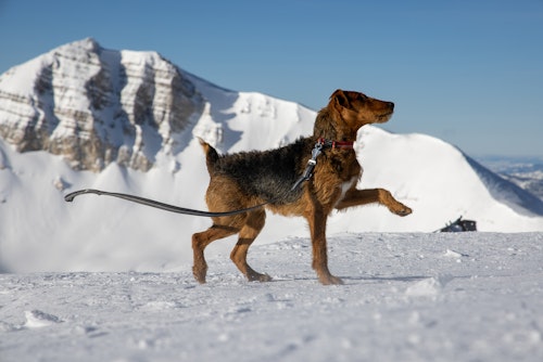 Sparrow prancing on top of the Tram