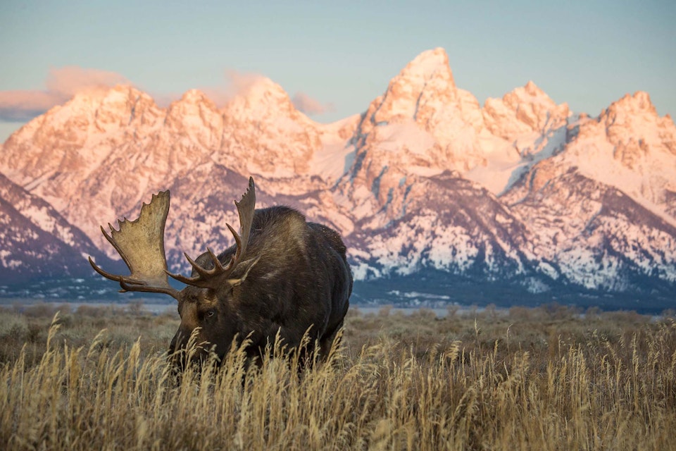 Moose in Spring