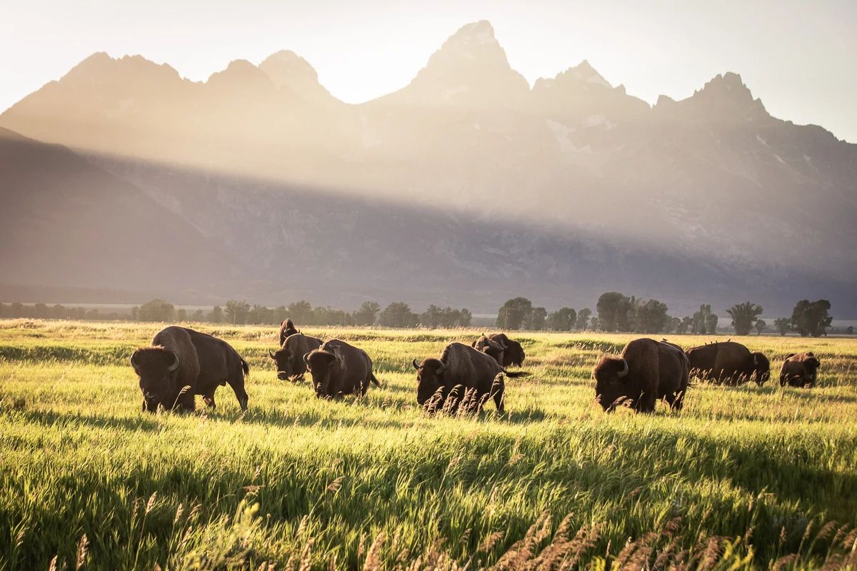 bison roaming in field in front of the tetons