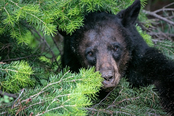 black bear hiding behind a tree