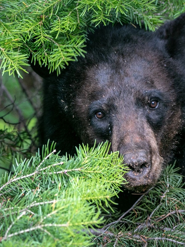 black bear hiding behind a tree