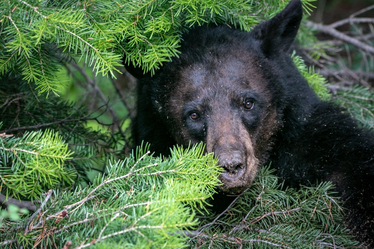 Wildlife