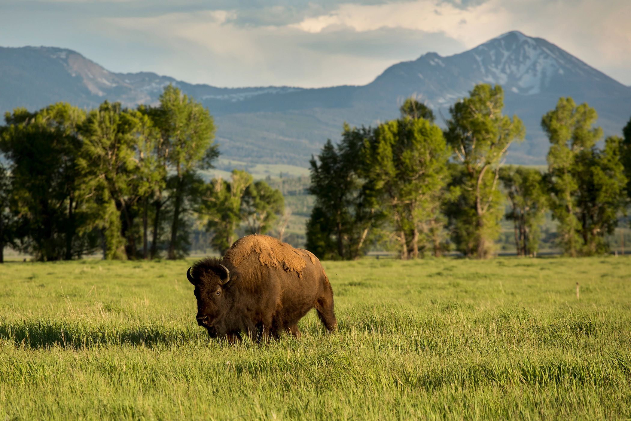 bison in field with mountains in background