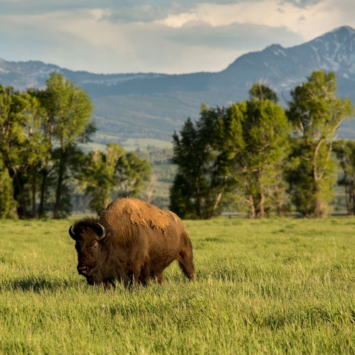 bison in field with mountains in background