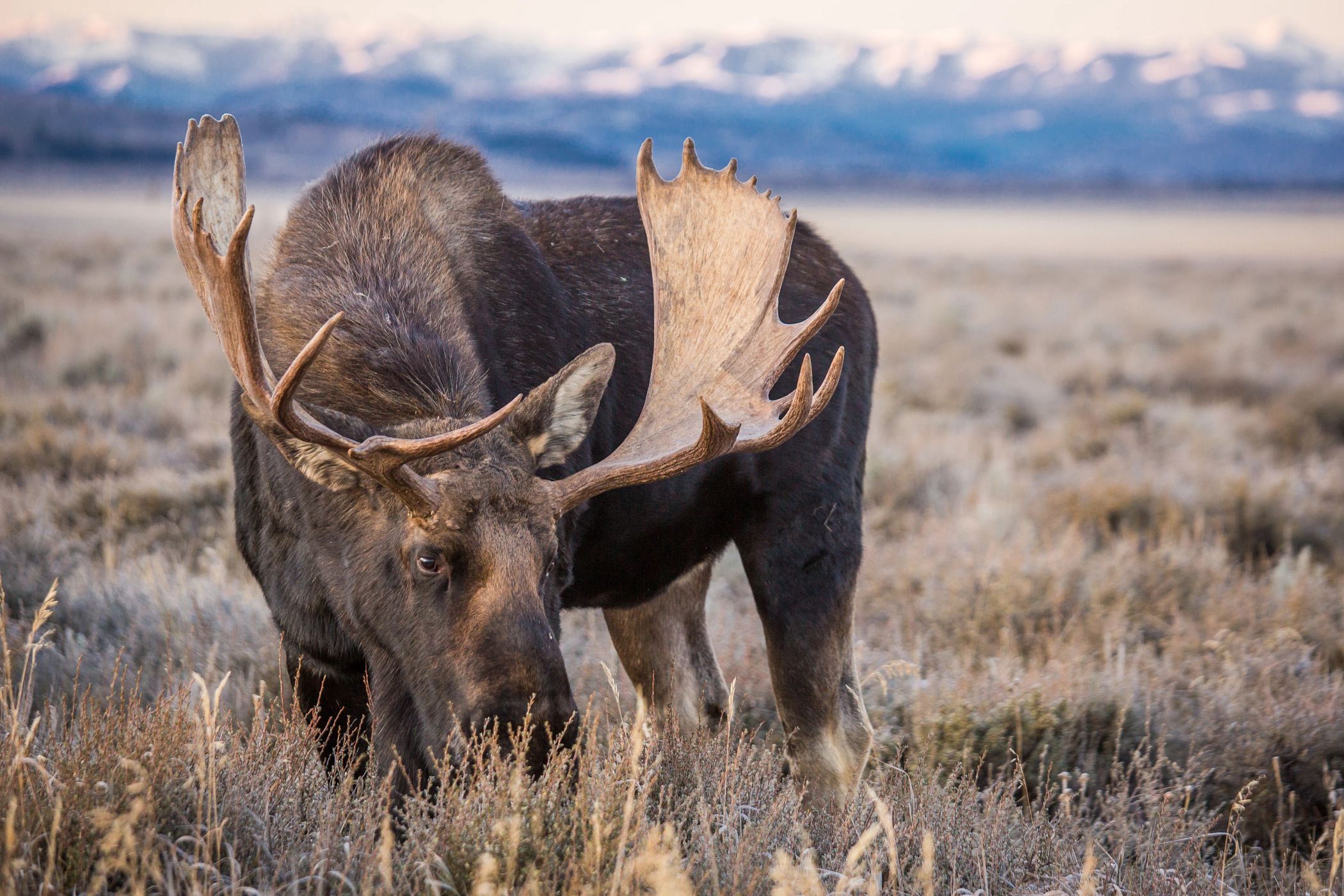 a moose grazing in a field