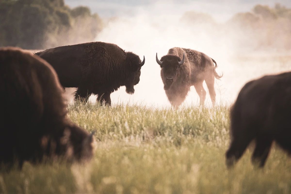 Multiple bison in a field