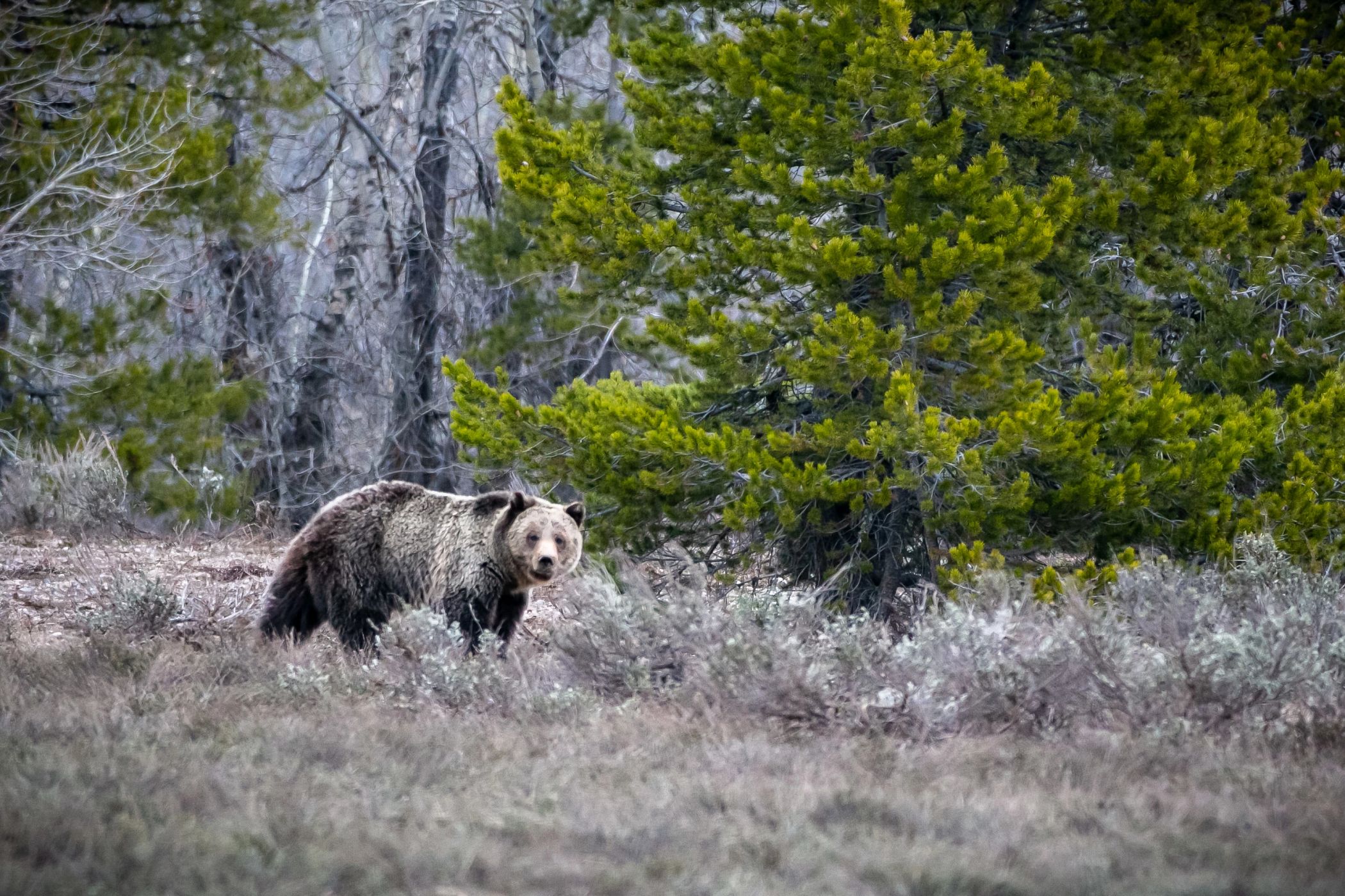 grizzly bear in an opening in the forest