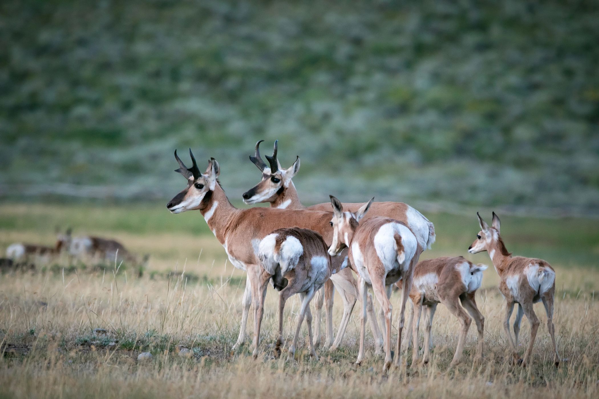 family of pronghorn in a field
