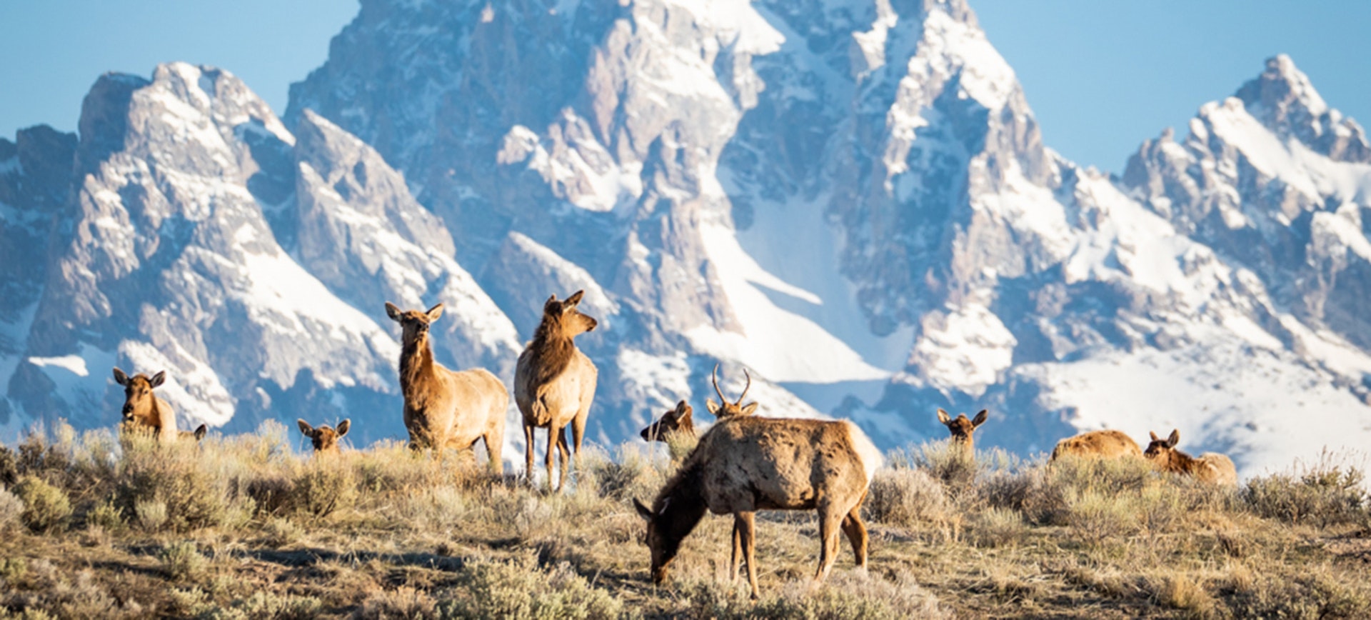 elk in a field with mountains in the background