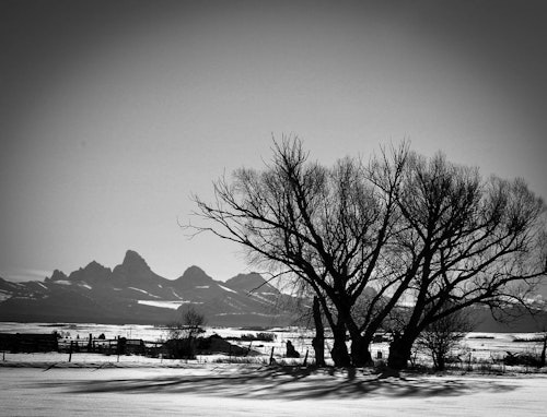 black and white photo of trees with Tetons in background