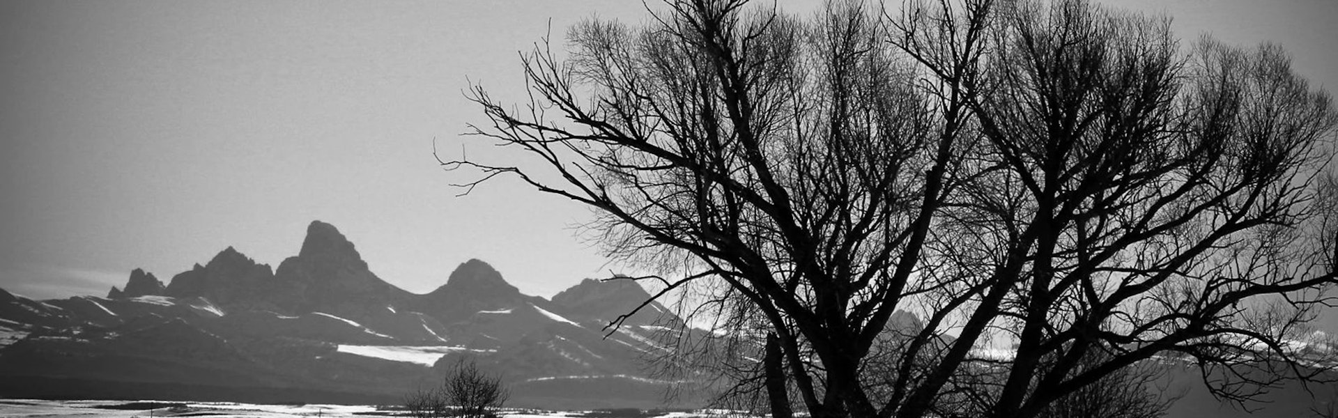 black and white photo of trees with Tetons in background