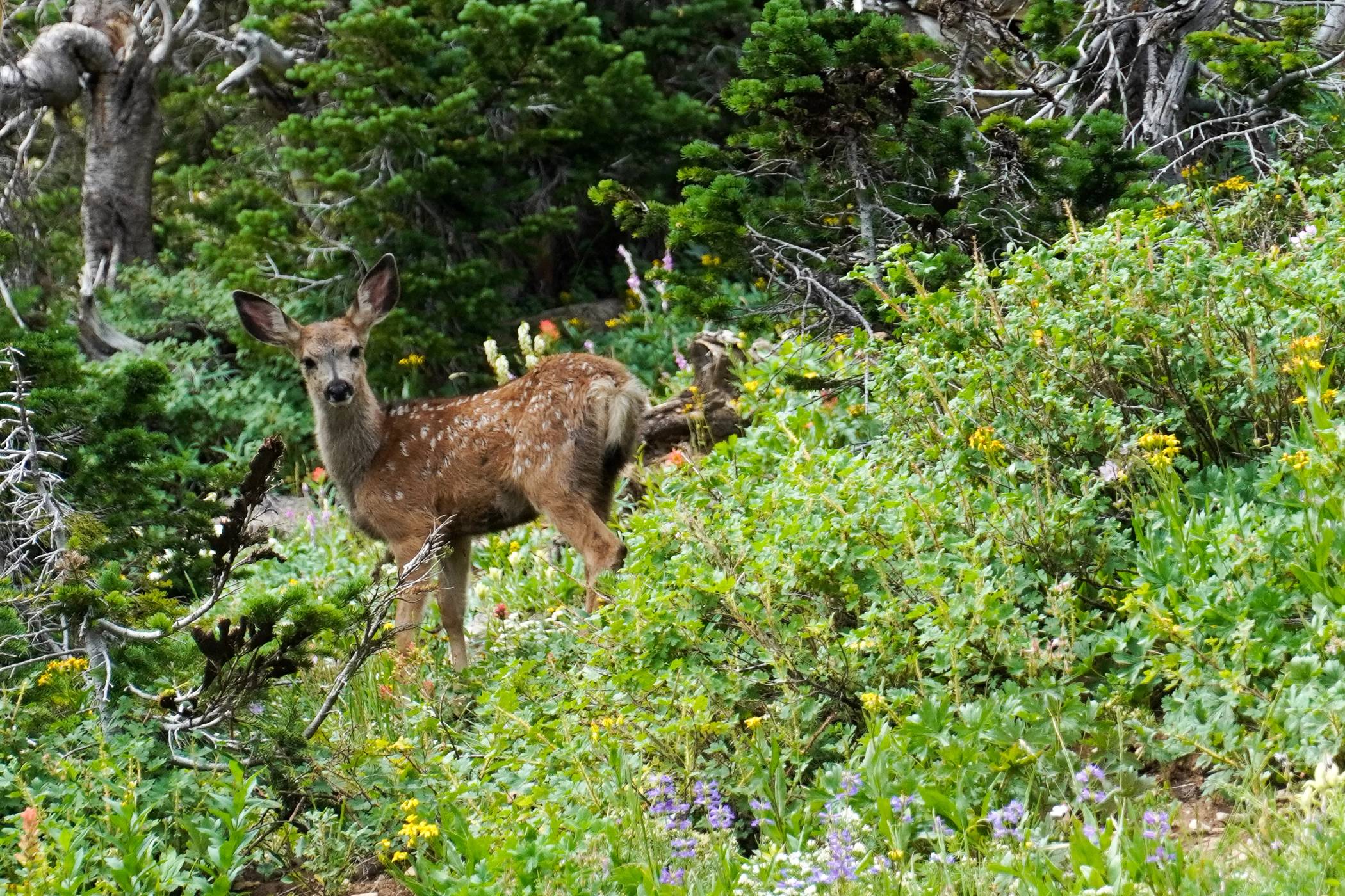 A deer along Rock Springs Loop