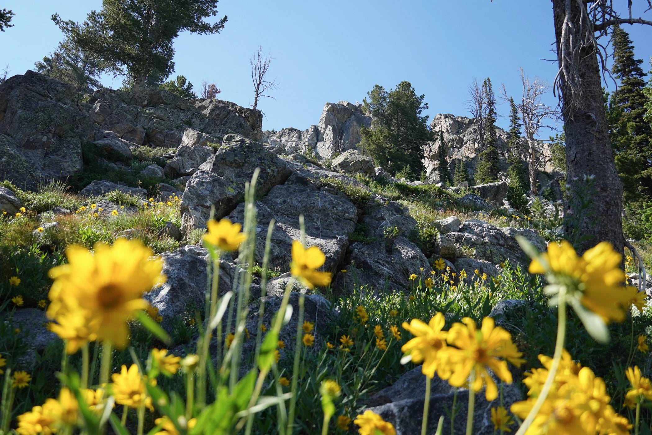 Boulders and flowers along Holey Moley