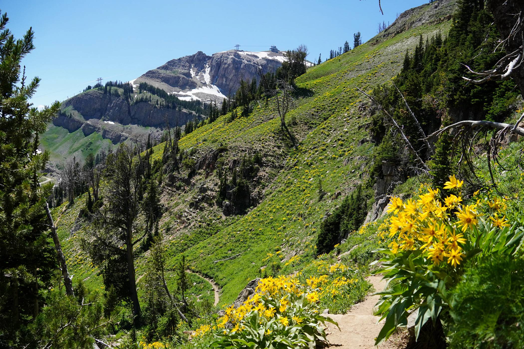 A section of Casper Ridge Loop with flowers and a view